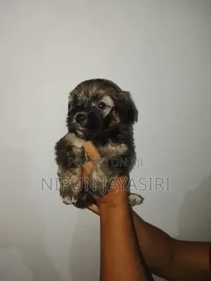 Terrier Puppy