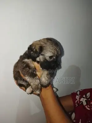 Terrier Puppy