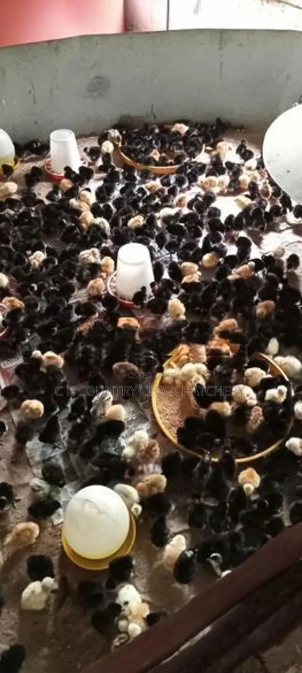 ගම් කිකිලි පැටවු