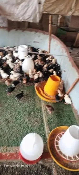 ගම් කිකිලි පැටවු