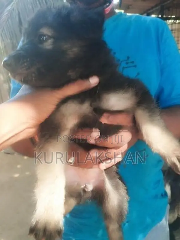 German Shepherd Long Coat