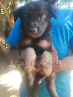 German Shepherd Long Coat
