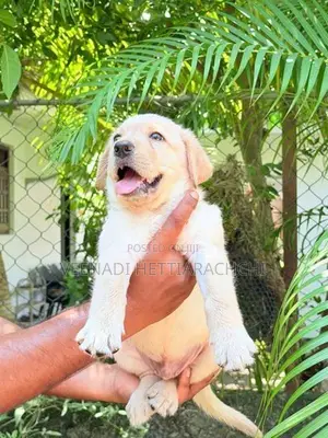 Labrador