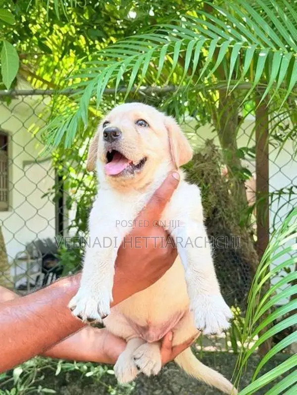 Labrador