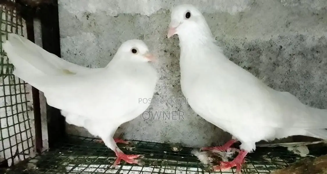 Pigeons