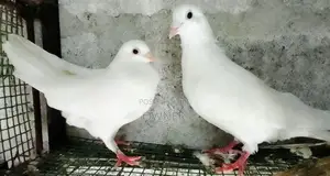 Pigeons