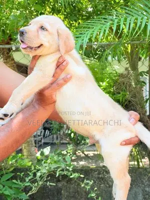 Labrador