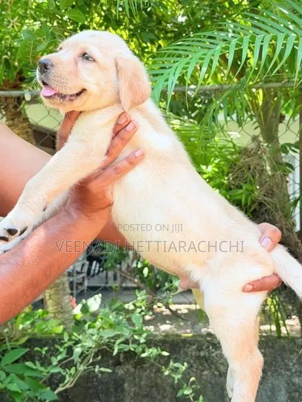 Labrador