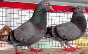 Pigeons