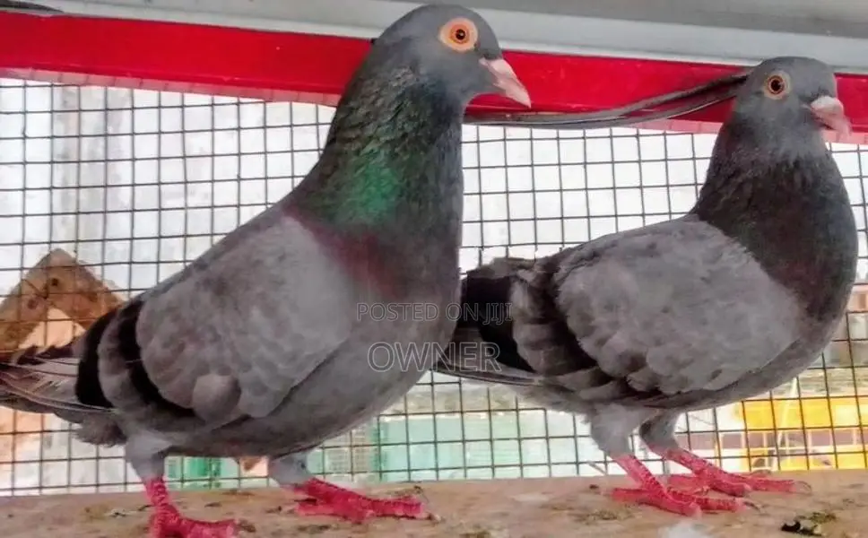 Pigeons
