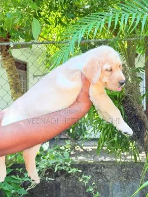 Labrador