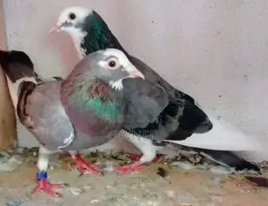 Pigeons