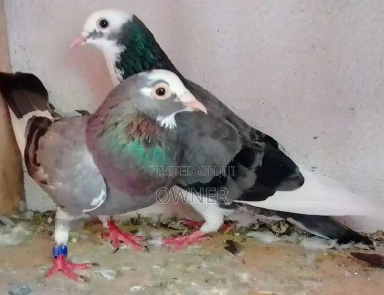 Pigeons