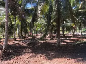 ව්‍යාපාරික බිම් කොටසක් විකිනීමට බලල්ල