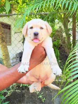 Labrador