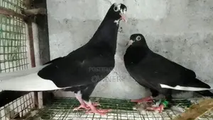 Pigeons
