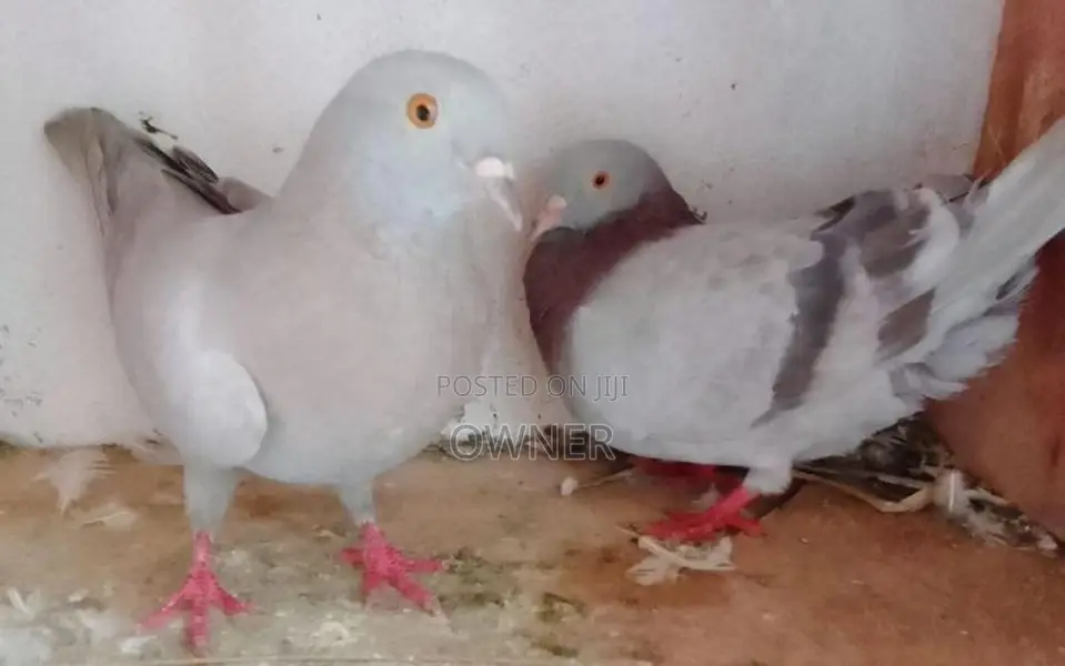 Pigeons