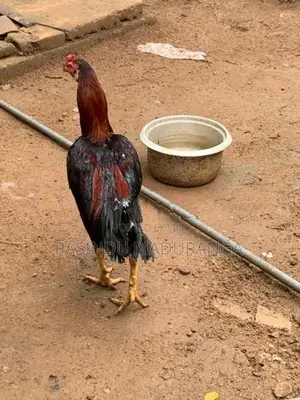 Rooster
