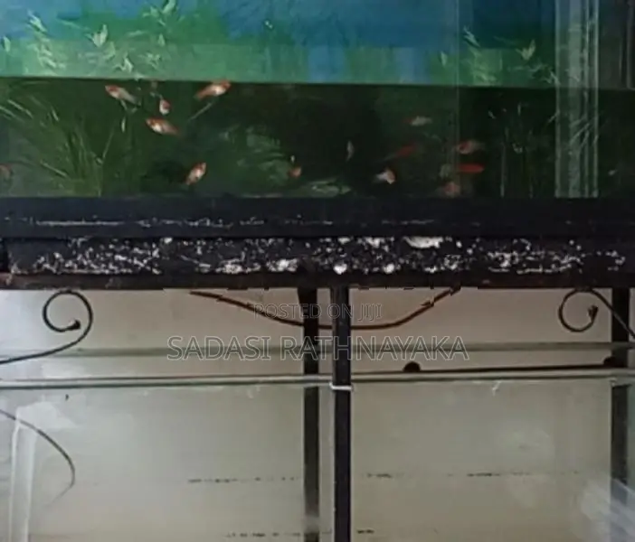 Fish Tank