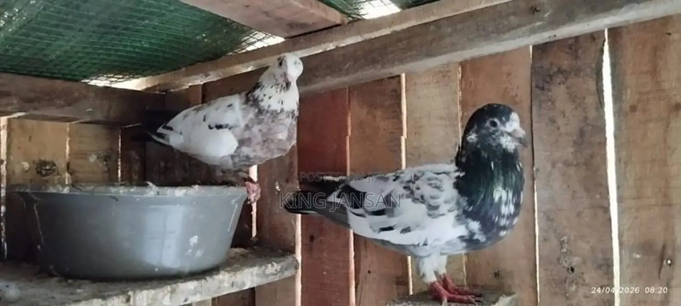 Pigeons