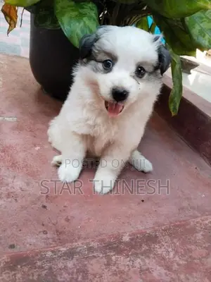 Pomeranian Puppies