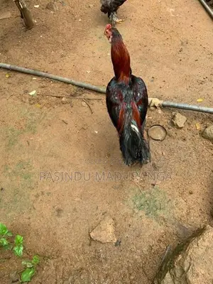 Rooster