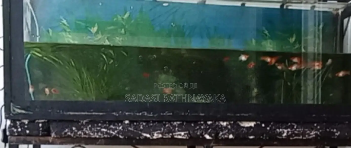 Fish Tank