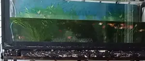 Fish Tank