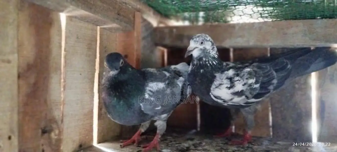 Pigeons