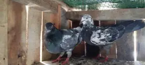 Pigeons