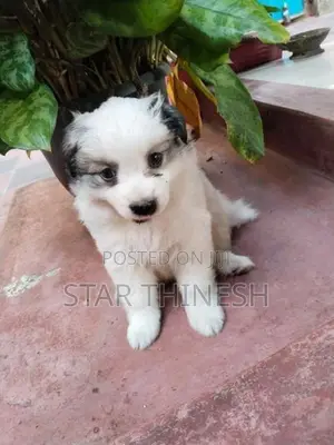 Pomeranian Puppies