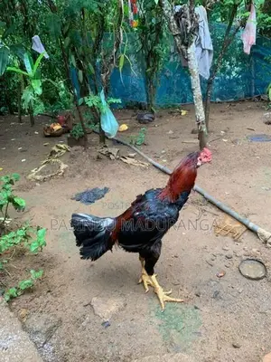 Rooster