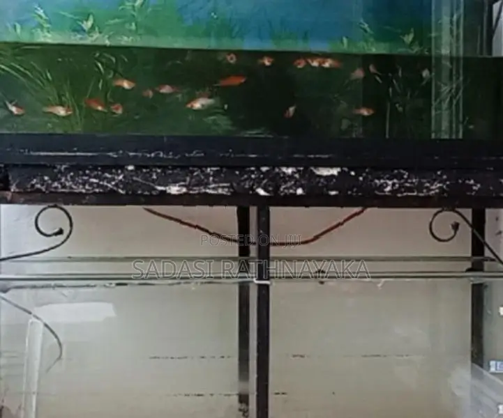 Fish Tank