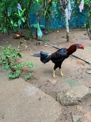 Rooster
