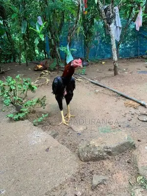 Rooster