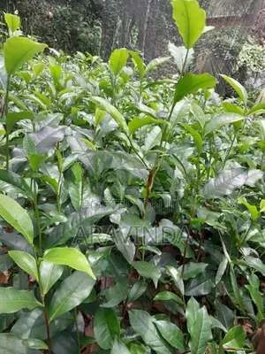 තේ පැළ