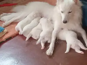 Japanese Spitz Puppies