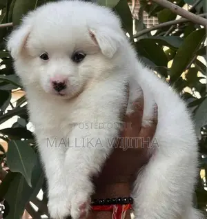 Lion Pomeranian Puppies