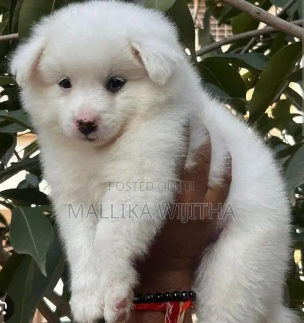 Lion Pomeranian Puppies