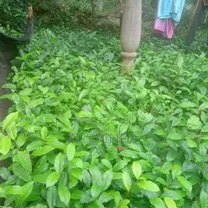 තේ පැළ