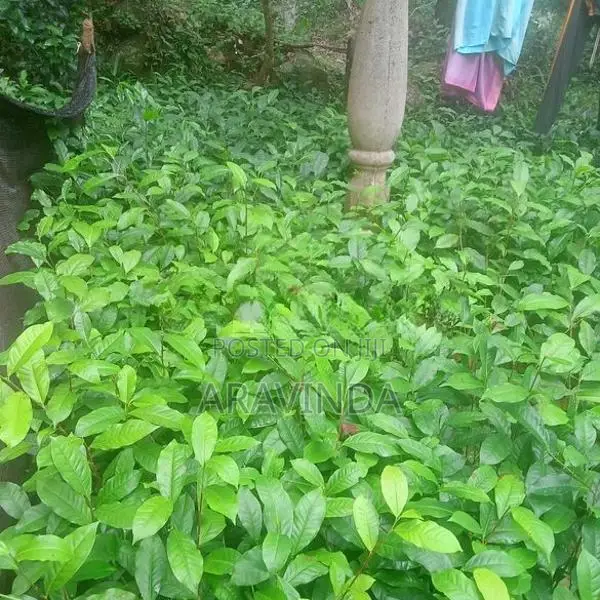 තේ පැළ