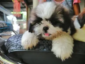 Shih Tzu Puppy