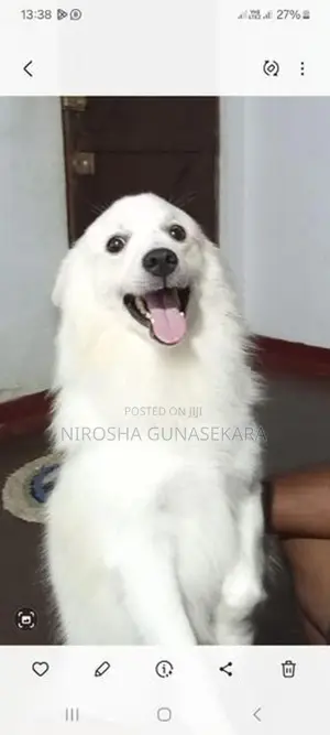 Japanese Spitz Puppies