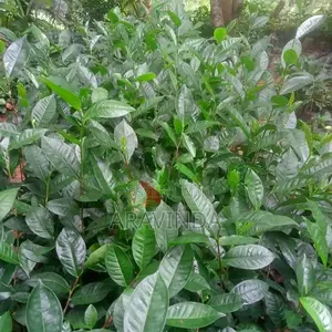 තේ පැළ
