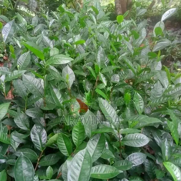 තේ පැළ