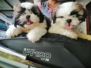 Shih Tzu Puppy