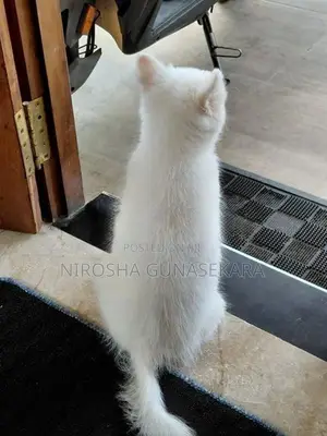 Japanese Spitz Puppies