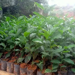 තේ පැළ