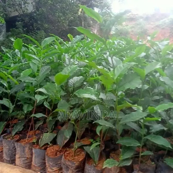 තේ පැළ