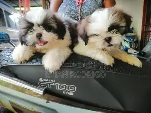 Shih Tzu Puppy